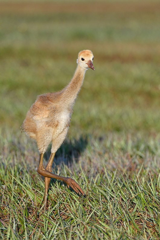 Sandhill-Crane-small-colt-walking-_DSC0375--Indian-Lake-Esates,-FL