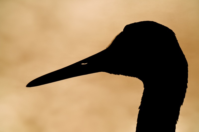 Sandhill-Crane-super-bright-silhouette-_7R43421-Indian-Lake-Estates-FL-1