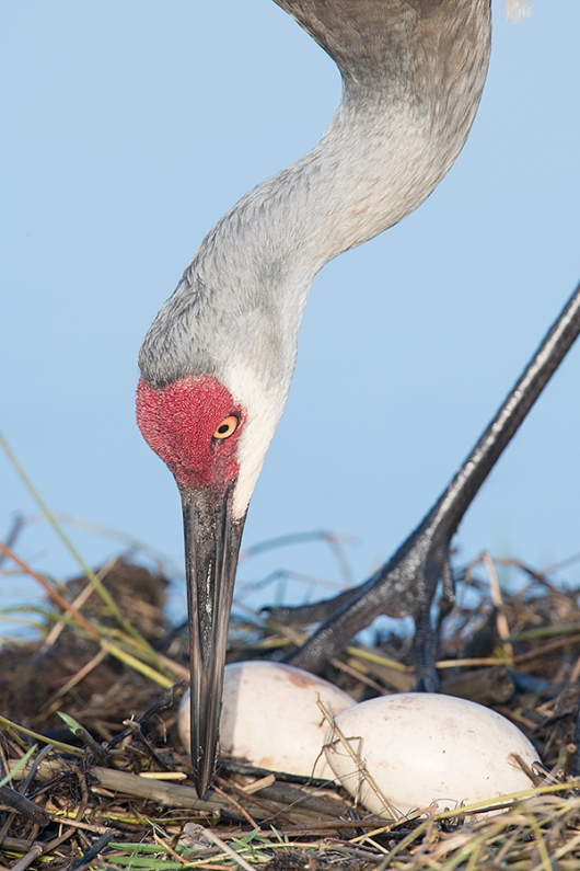 Sandhill-Crane-tending-eggs-_MAI0584-Indian-Lake-Estates,-FL