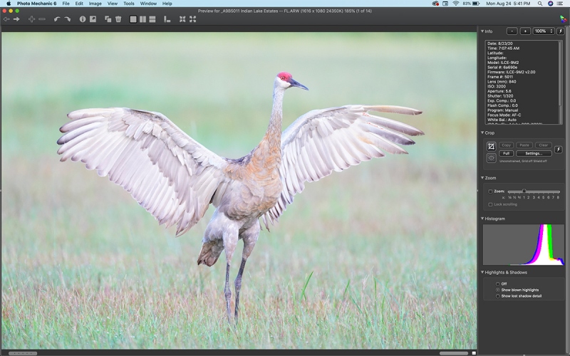 Sandhill-Crane-too-tight-scrn-capt