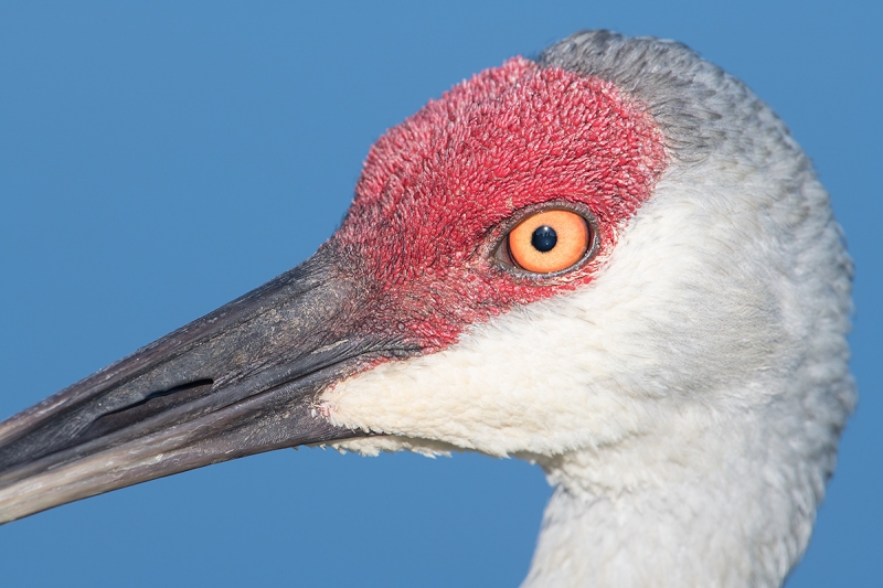 Sandhill-Crane-w-1point7-TCE-_MAI0532-Indian-Lake-Estates,-FL