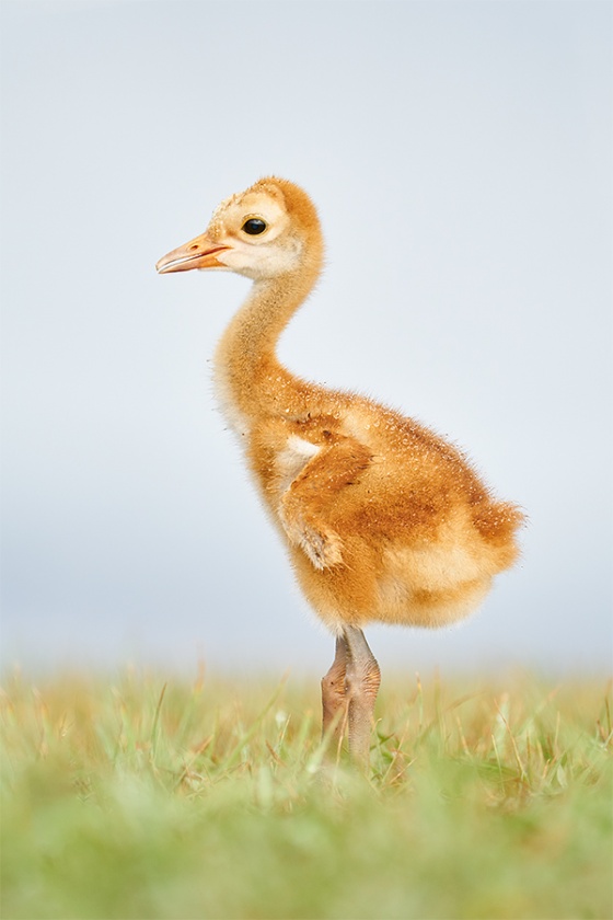 Sandhill-Crane-wet-chick-1-week-old-_A927946-Indian-Lake-Estates-FL-1