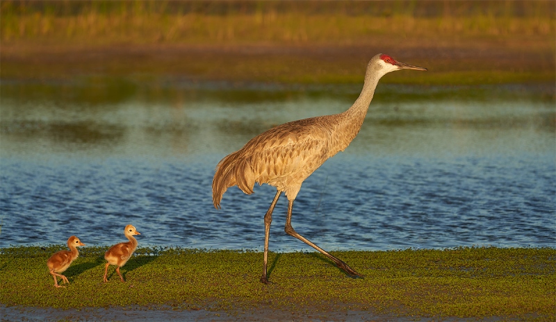 Sandhill-Crane-with-2-3-day-old-chicks-_7R49928-Indian-Lake-Estates-FL-1