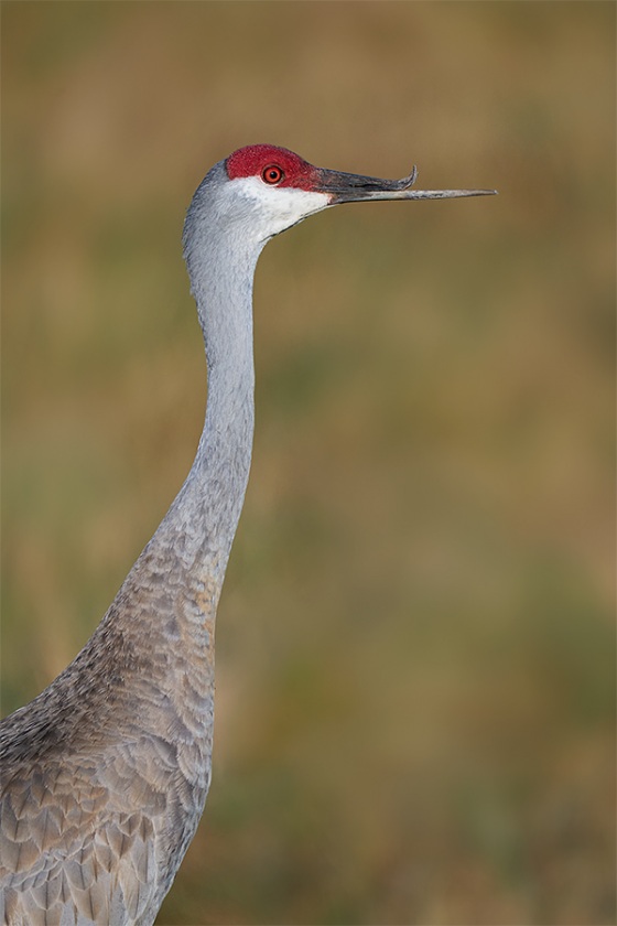 Sandhill-Crane-with-deformed-bill-_A9B5395-Indian-Lakee-Estates-FL-1