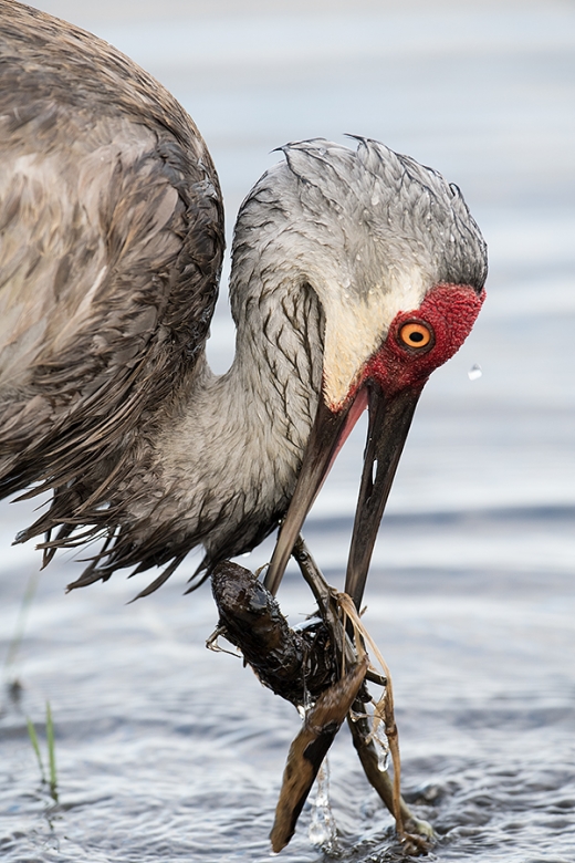 Sandhill-Crane-with-nestin-material--_MAI0066