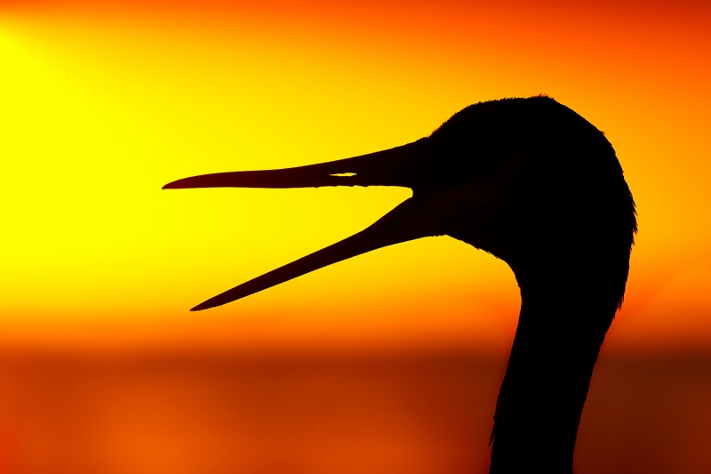 Sandhill-Crane-yawning-_P3A9025--Indian-Lake-Estates,-FL