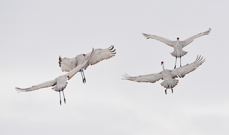 Sandhill-Cranes-a-need-air-traffic-control-_7R43692-Bosque-del-Apache-NWR-San-Antonio-NM-1