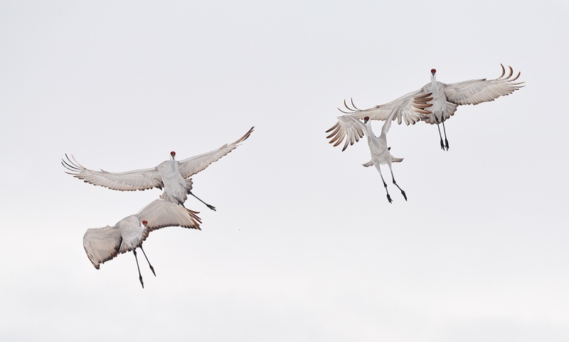 Sandhill-Cranes-near-collison-a-_7R43693-Bosque-del-Apache-NWR-San-Antonio-NM-1