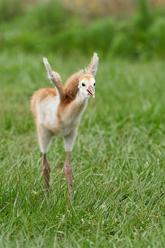 Sandhill-crane-small-colt-stretching-wings-_A9A7794-IndianLake-Estates,-FL-1