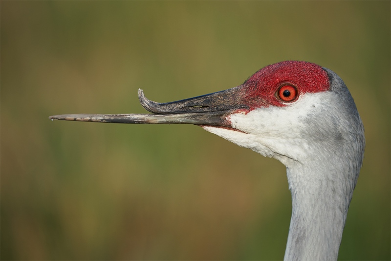 Sandhilll-Crane-with-deformed-bill-_A9A8536-Indian-Lake-Estates-FL-1