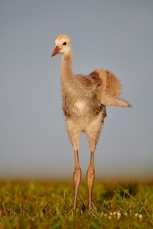 Sandihlll-Crane-chick-stretching-one-wing-_MAI2006-Indian-Lake-Estates,-FL-1