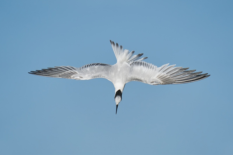 Sandwich-Tern-Topaz-AI-_A9B3156-Fort-DeSoto-Park-FL-1