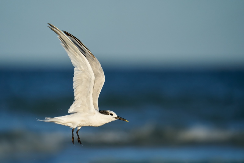 Sandwich-Tern-after-bath-flight-_A9B2749-Fort-DeSoto-Park-FL-1