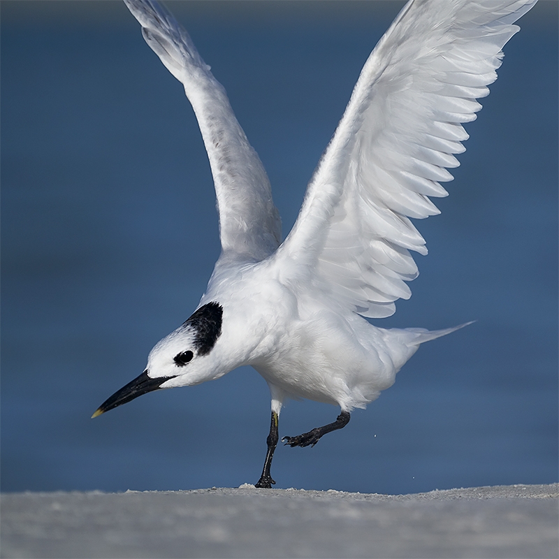 Sandwich-Tern-dbl-overhead-wing-stretch-_A7R1139--Fort-DeSoto-Park,-Tierra-Verde-FL-1