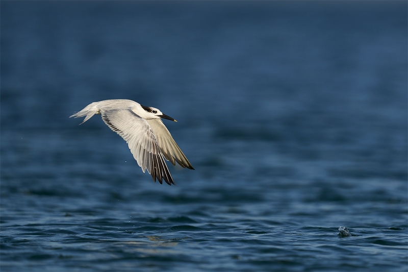 Sandwich-Tern-fishing-_DSC1738-Fort-DeSoto-Park-Pinellas-County-FL-1