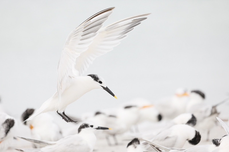 Sandwich-Tern-landing-FUlL-FRAME_P3A8775--Fort-DeSoto-Park,-Pinellas-County,-FL