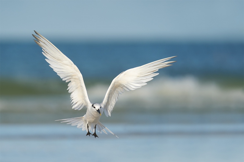 Sandwich-Tern-landing-_A9B0707-Fort-DeSoto-Park-FL-1