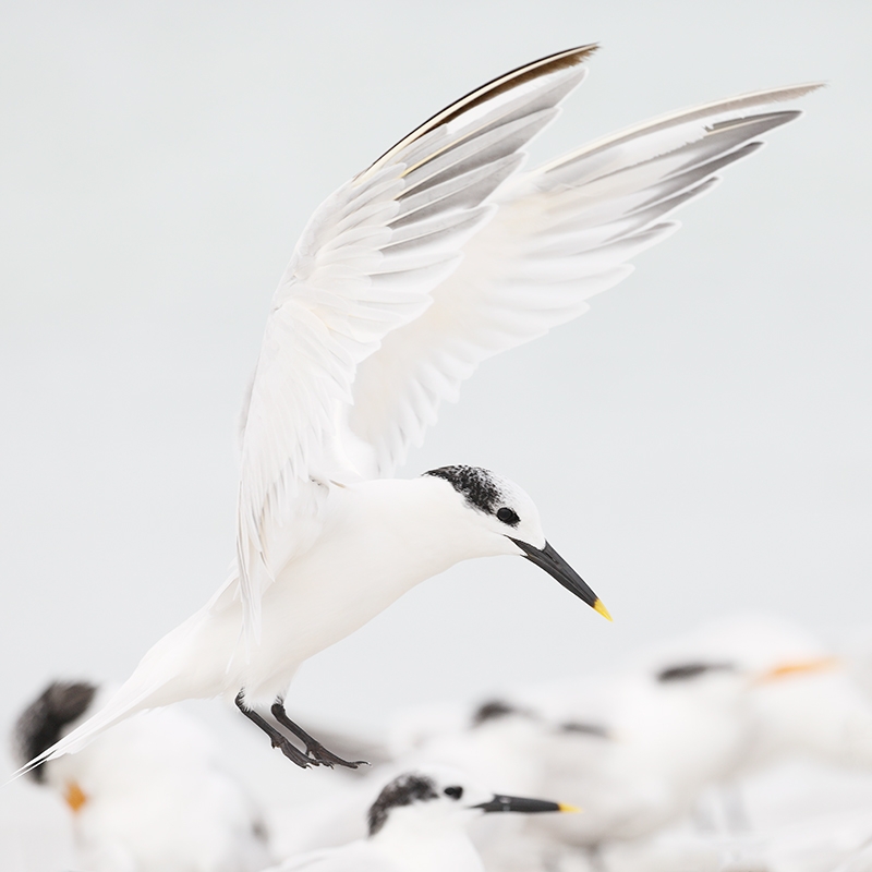 Sandwich-Tern-landing-_P3A8775--Fort-DeSoto-Park,-Pinellas-County,-FL