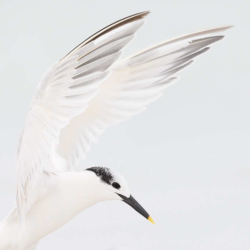 Sandwich-Tern-landing-tight-SQ-_P3A8775--Fort-DeSoto-Park,-Pinellas-County,-FL