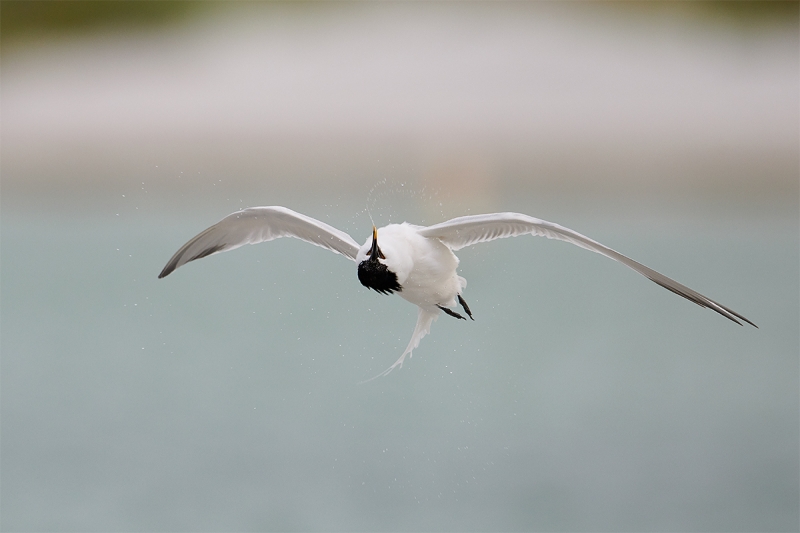 Sandwich-Tern-shaking-off-water-in-flight-after-bath-_BUP3204--Fort-DeSoto-Park,-Tierra-Verde-FL-1