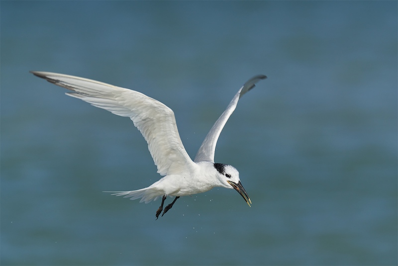 Sandwich-Tern-swallowing-fish-_DSC3657-Fort-DeSoto-Park-Pinellas-County-FL-1