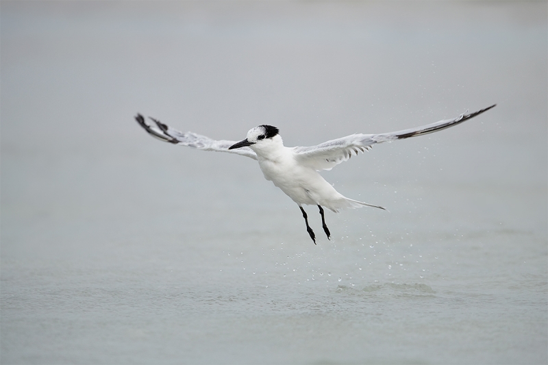 Sandwich-Tern-taking-off-after-bath-_BUP3076--Fort-DeSoto-Park,-Tierra-Verde-FL-1