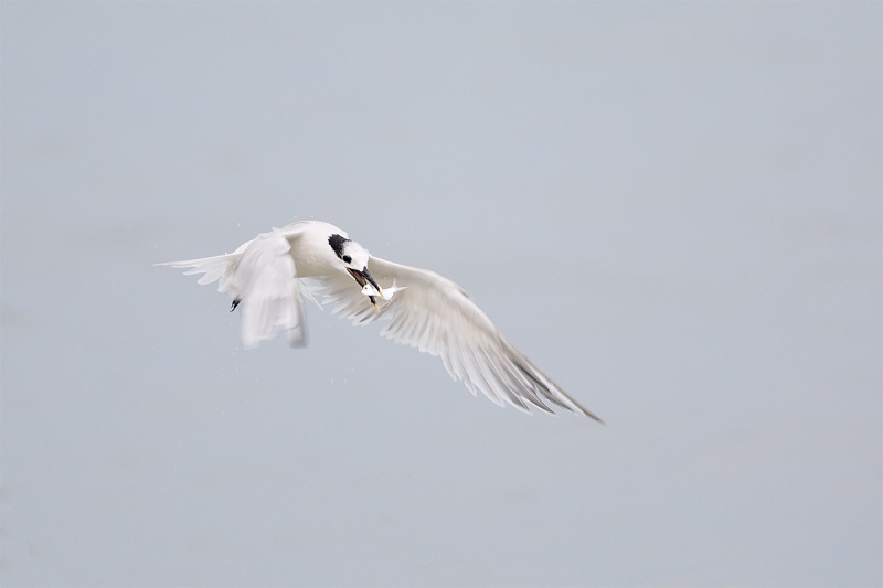 Sandwich-Tern-with-scaled-sardine-greenback-_W5A9609-Fort-DeSoto-Park-Pinellas-County-FL-