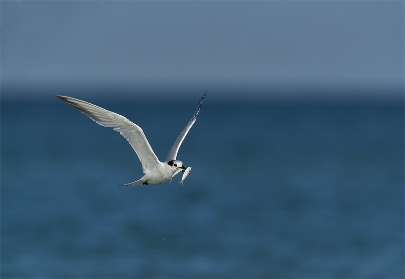 Sandwich-Tern-with-two-fish-_DSC3473-Fort-DeSoto-Park-Pinellas-County-FL-1