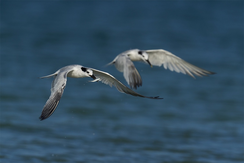 Sandwich-Terns-tandem-fishing-_DSC3451-Fort-DeSoto-Park-Pinellas-County-FL-1