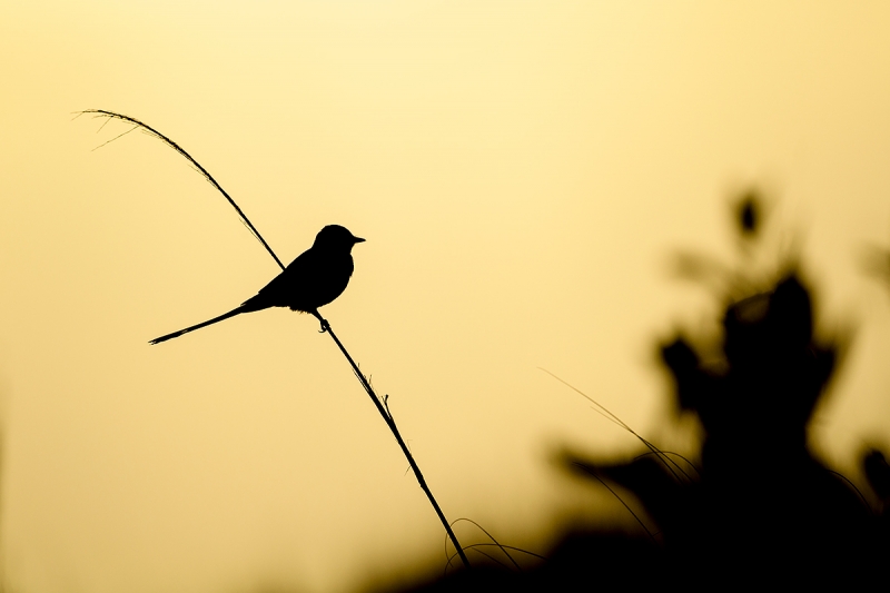 Scissor-tailed-Flycatcher-SILH-_DSC8135-Fort-DeSoto-Park,-FL