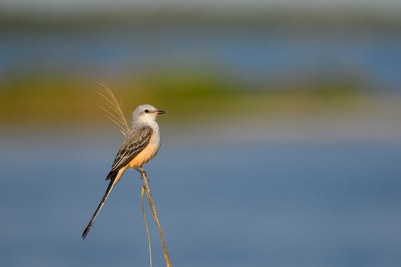 Scissor-tailed-Flycatcher-_DSC7421-Fort-DeSoto-Park,-FL