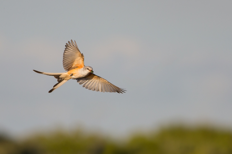 Scissor-tailed-Flycatcher-in-flight-BRANCH-REMOVED-Narayanan-photo_62Q1681-Fort-DeSoto-Park,-FL-copy