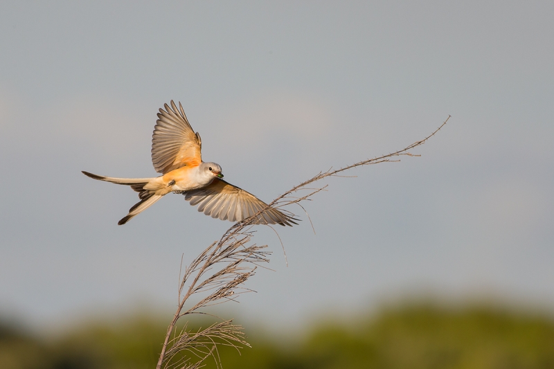 Scissor-tailed-Flycatcher-in-flight-Narayanan-photo_62Q1681-Fort-DeSoto-Park,-FL