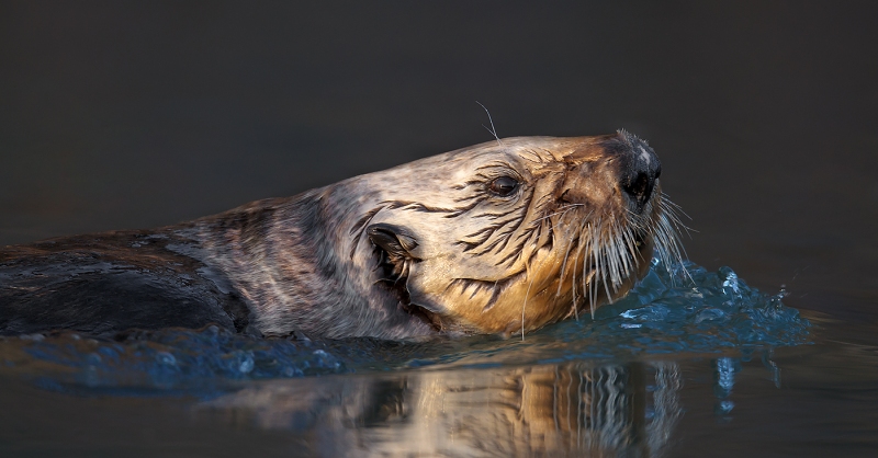 Sea-Otter-face-portrait-swimming-PANO-CROP-_W3C1023-Homer-AK