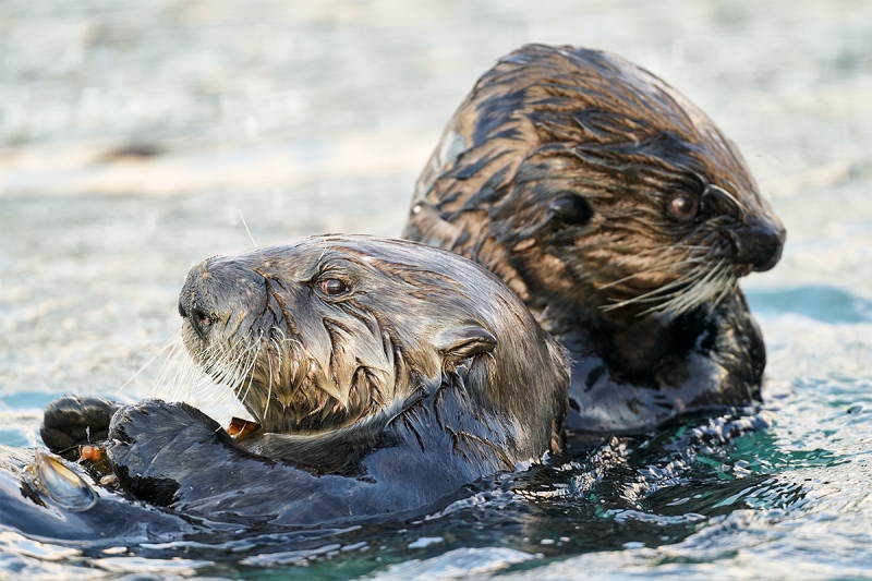 Sea-Otter-pair-_A9B3242-Homer-AK