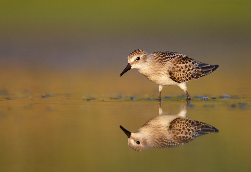 Semipalmated-Sandpiper-juvenal-plumage-w-reflection_V5W0100--Jamiaca-Bay-Wildlife-Refuge,-Queens,-NY