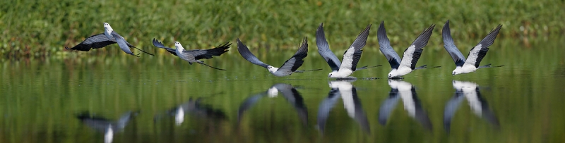 Shallow-tailed-kite-drinking-sequence-II_A3I1228--Lake-Woodruff,-DeLand,-FL,-USA
