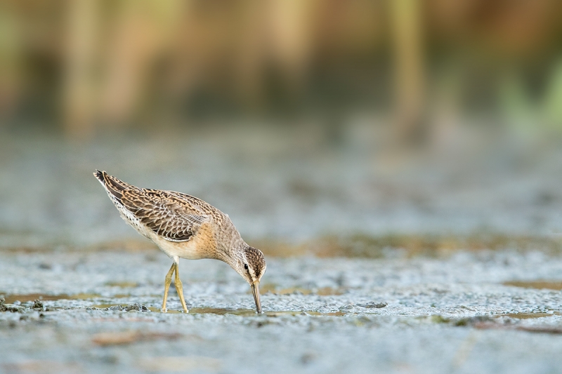 Short-billed-Dowitcher-fresh-juvenile-_A0I7960-East-Pond,-Jamaica-Bay-WR,-Queens,-NY