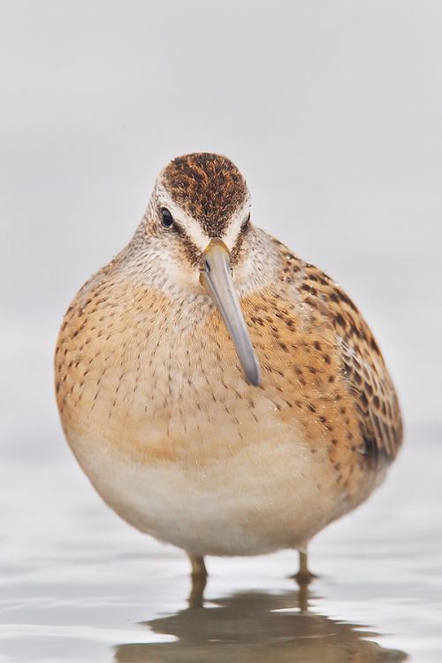 Short-billed-Dowitcher-juvenal-plumage-Robt_W3C3562---East-Pond,-Jamaica-Bay-Wildlife-Refuge,-Queens,-NY