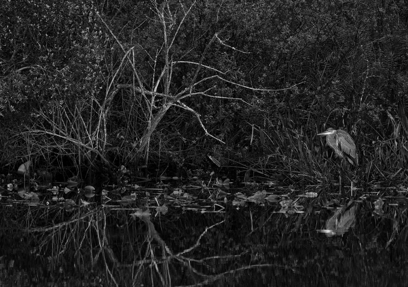 Sil-ff-Pro-UnExp-1-BW-Great-Blue-Heron-immature-by-canal-_A921506-Indian-Lake-Estates-FL-1-copy