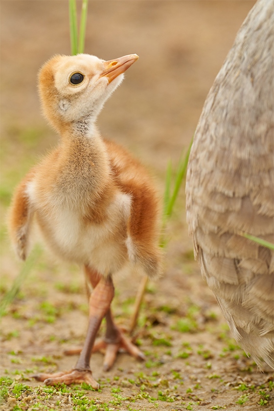 Snadhill-Crane-1-day-old-chick-looking-up-at-adult-_7R49421-Indian-Lake-Estates-FL-1