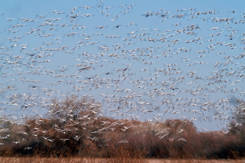 Snow-Geese-blast-_7R41457-Bosque-del-Apache-NWR-San-Antonio-NM-1