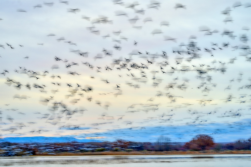 Snow-Geese-blast-off-on-dull-day-_A923588-Bosque-del-Apache-NWR-San-Antonio-NM-1