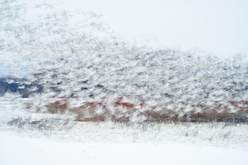 Snow-Geese-blast-with-cranes-_7R43874-Bosque-del-Apache-NWR-San-Antonio-NM-1