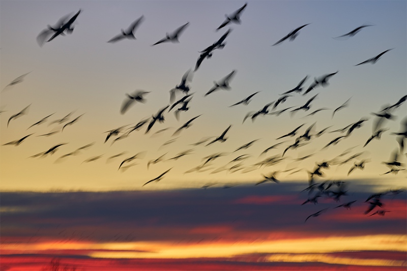 Snow-Geese-fly-in-_A921251-Bosque-del-Apache-NWR-San-Antonio-NM-1