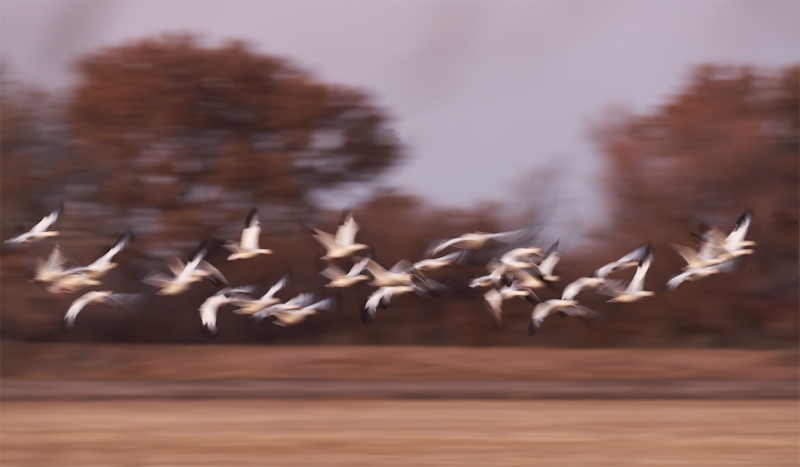 Snow-Geese-pan-blur-_7R41935-Bosque-del-Apache-NWR-San-Antonio-NM-1