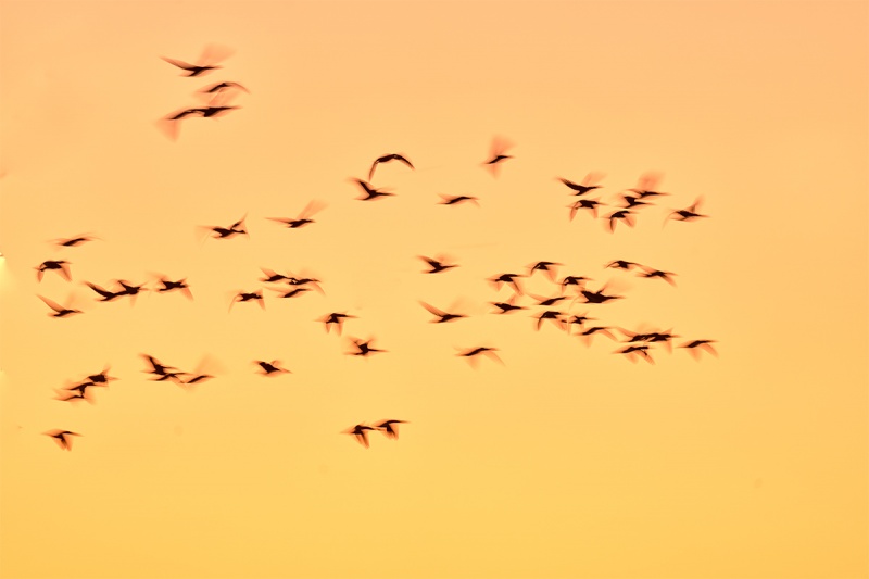 Snow-Geese-pre-dawn-_7R40945-Bosque-del-Apache-NWR-San-Antonio-NM-1
