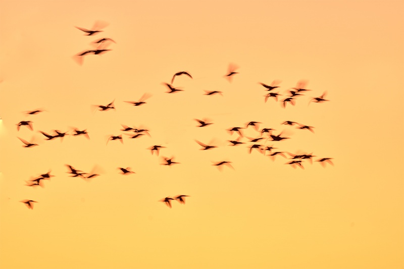 Snow-Geese-pre-dawn-_7R40945-Bosque-del-Apache-NWR-San-Antonio-NM-1