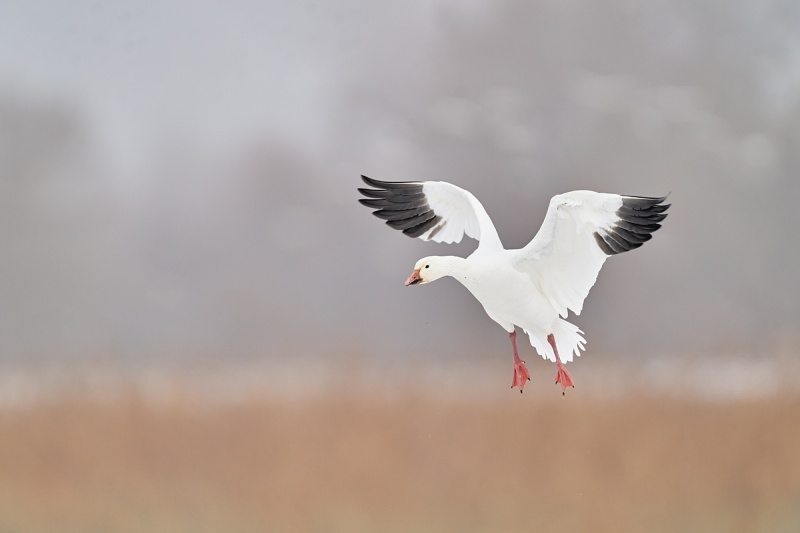 Snow-Goose-landing-at-cornfield-_A925085-Bosque-del-Apache-NWR-San-Antonio-NM-1