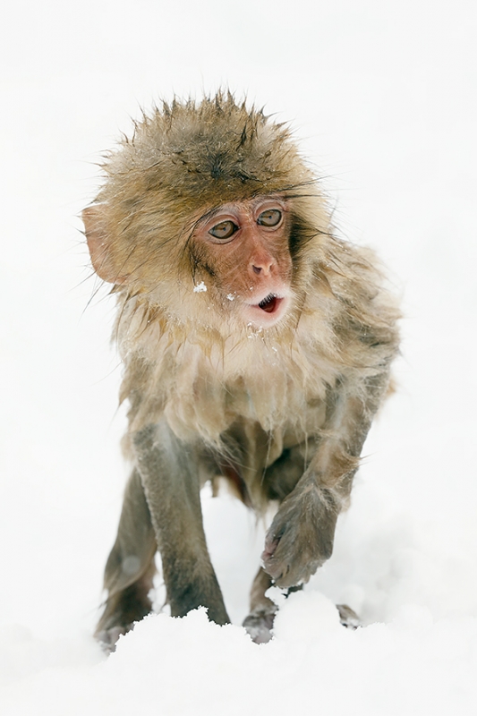 Snow-Monkey-baby-whistling-_P3A4660-Jigokudani,-Japan